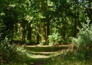 clearing in the woods